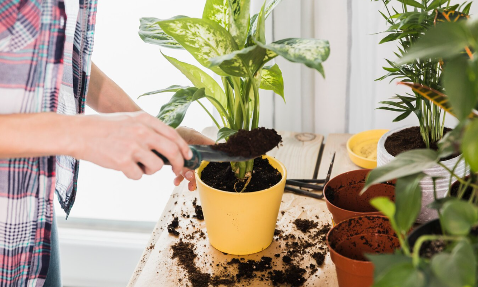 Person repotting a houseplant as one of the fun projects for life skills to try.
